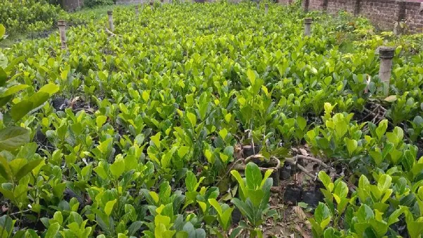 All_Time_Red_Jack-Fruit_Grafted_Plant_For_Home_Garden