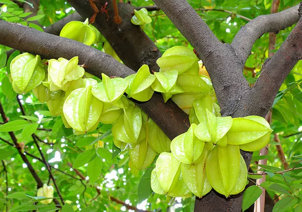 All_Time_Star-Fruit_Plant_For_Home_Garden