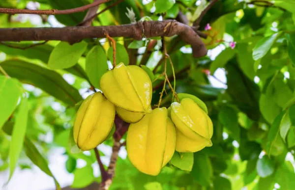 All_Time_Star-Fruit_Plant_For_Home_Garden