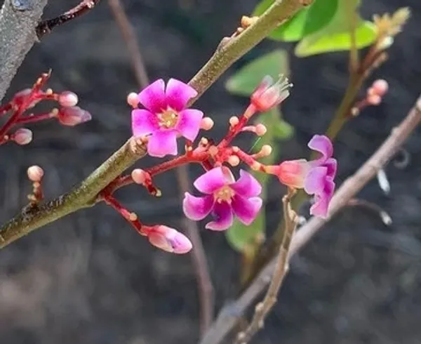 All_Time_Star-Fruit_Plant_For_Home_Garden