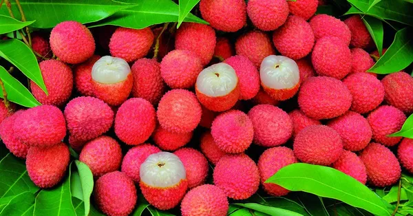 All_Time_Thai_Variety_Lychee_Plant_Live_Plant_For_Home_Garden