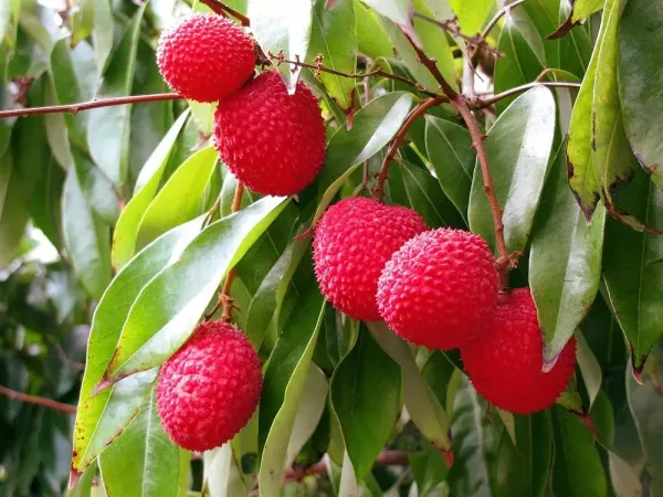 All_Time_Thai_Variety_Lychee_Plant_Live_Plant_For_Home_Garden
