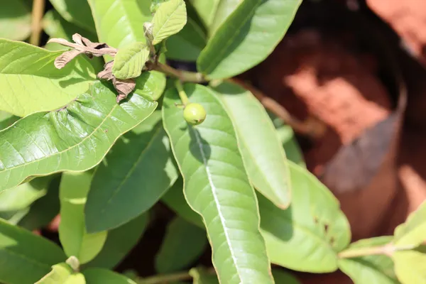 Allahabad_Surkha_Guava-Fruit_Plant_Live_Plant_For_Home_Garden