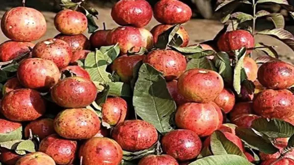Allahabad_Surkha_Guava-Fruit_Plant_Live_Plant_For_Home_Garden