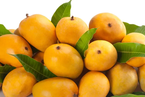 Alphonso_Mango_-Grafted_Plant_Live_Plant_For_Home_Garden