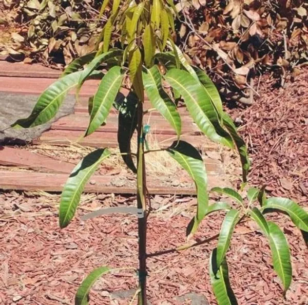 Alphonso_Mango_-Grafted_Plant_Live_Plant_For_Home_Garden