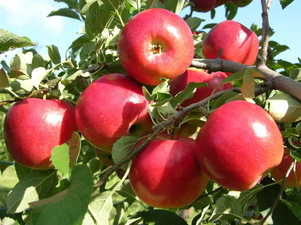 Apple_Fruit_Plant_(Hrm-99)_Live_Plant_For_Home_Garden