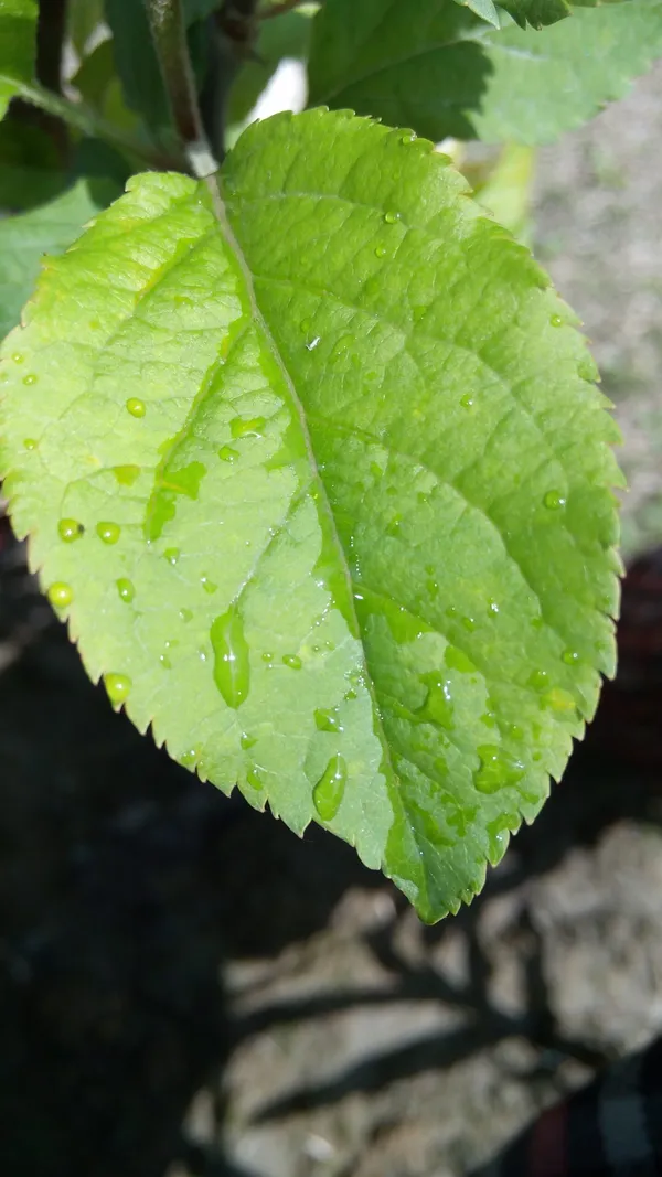 Apple_Fruit_Plant_(Hrm-99)_Live_Plant_For_Home_Garden