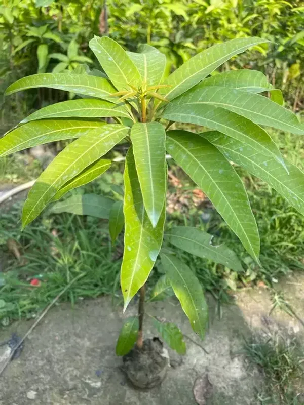 Aswina_Grafted_Mango_Plant_For_Home_Garden