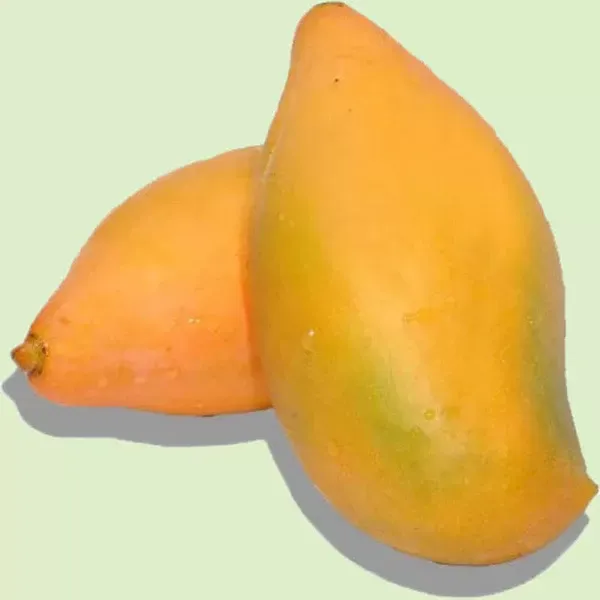 Aswina_Grafted_Mango_Plant_For_Home_Garden