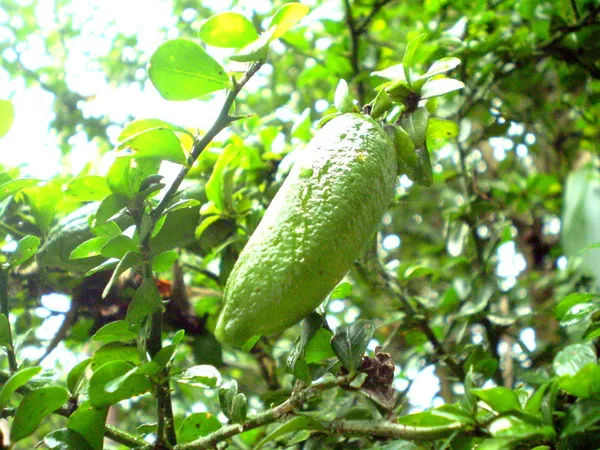 Austrilian_Finger_Lemon_Plant_For_Home_Garden