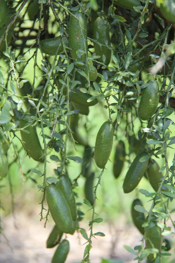 Austrilian_Finger_Lemon_Plant_For_Home_Garden