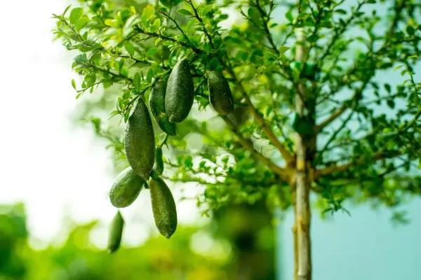 Austrilian_Finger_Lemon_Plant_For_Home_Garden