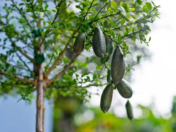 Austrilian_Finger_Lemon_Plant_For_Home_Garden