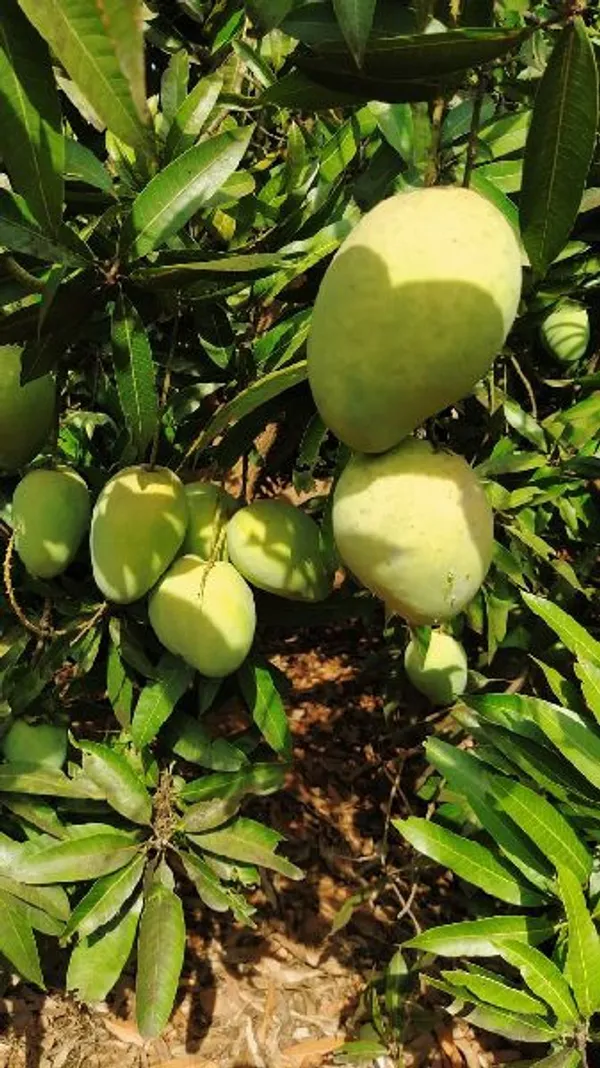 Banganapalli_Grafted_Mango_Plant_For_Home_Garden