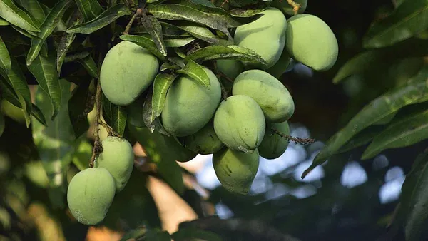Banganapalli_Grafted_Mango_Plant_For_Home_Garden