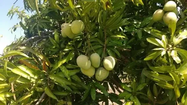 Banganapalli_Grafted_Mango_Plant_For_Home_Garden