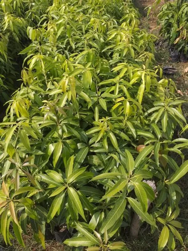 Banganapalli_Grafted_Mango_Plant_For_Home_Garden