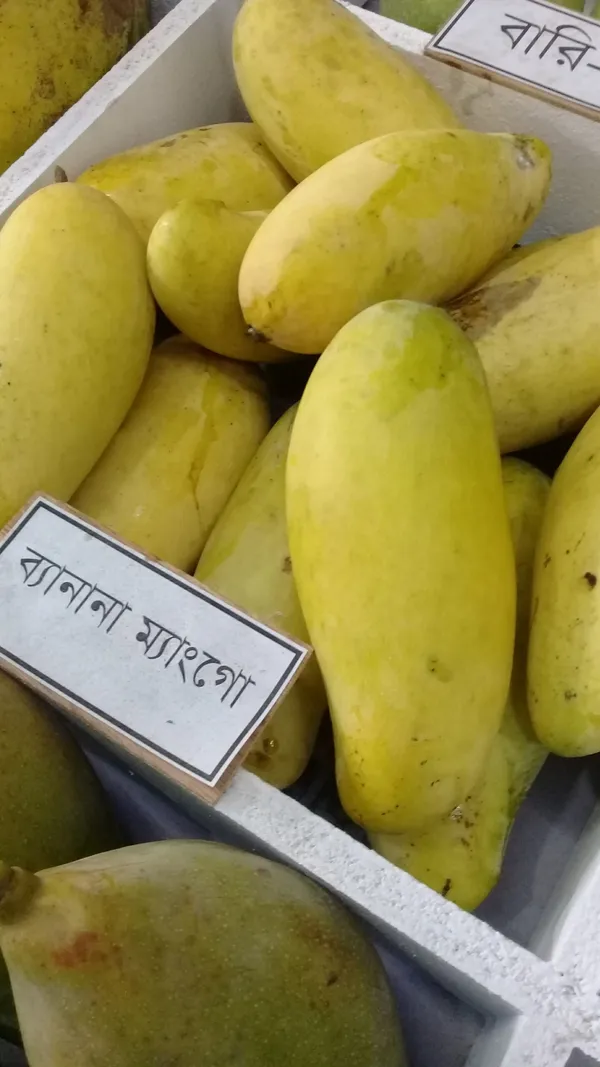 Banana_Grafted_Mango_Plant_Live_Plant_For_Home_Garden