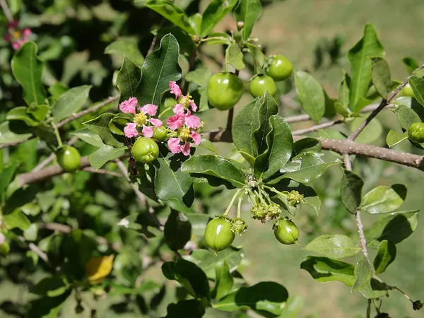 Barbados_Cherry_Plant_For_Home_Garden