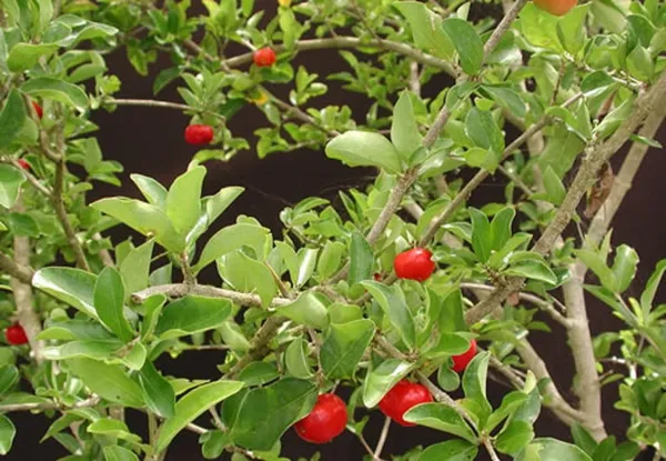 Barbados_Cherry_Plant_For_Home_Garden