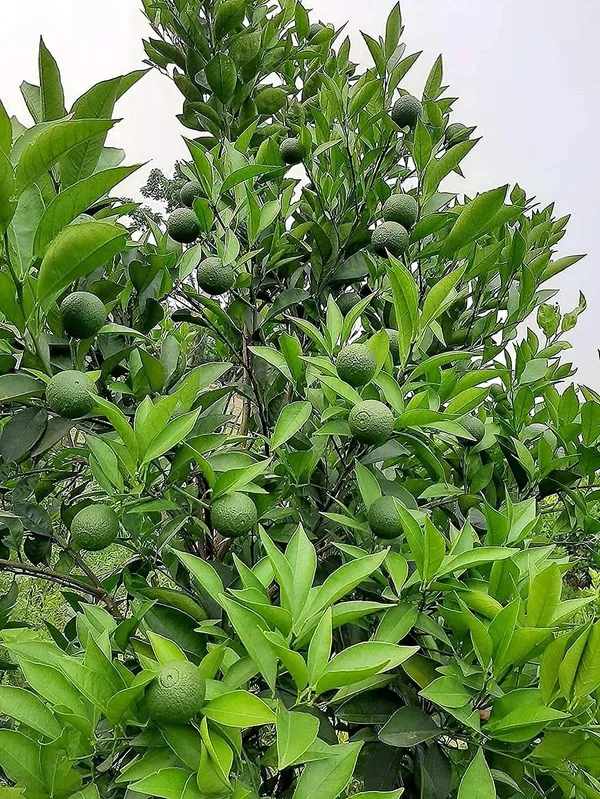 Bari_1_Sweet_Malta_Plant_Live_Plant_For_Home_Garden