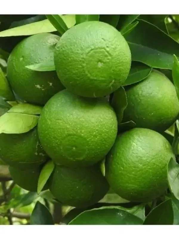 Bari_1_Sweet_Malta_Plant_Live_Plant_For_Home_Garden
