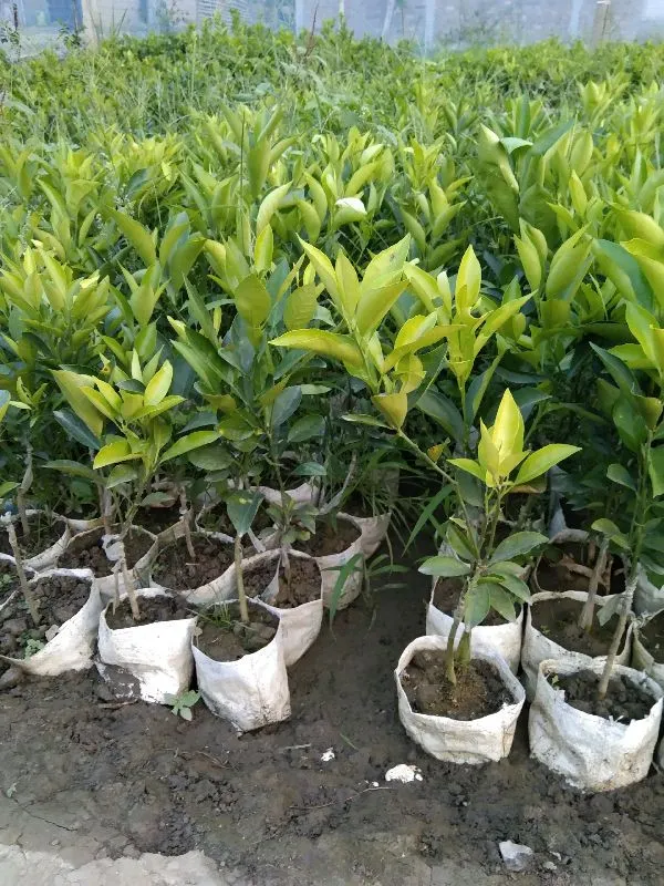 Bari_1_Sweet_Malta_Plant_Live_Plant_For_Home_Garden