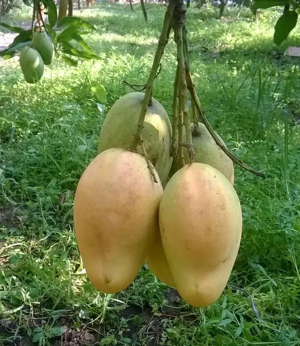 Bari_11_Grafting_Mango_Plant_For_Home_Garden