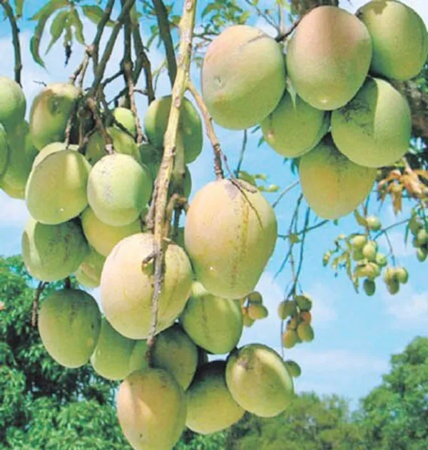 Bari_11_Grafting_Mango_Plant_For_Home_Garden