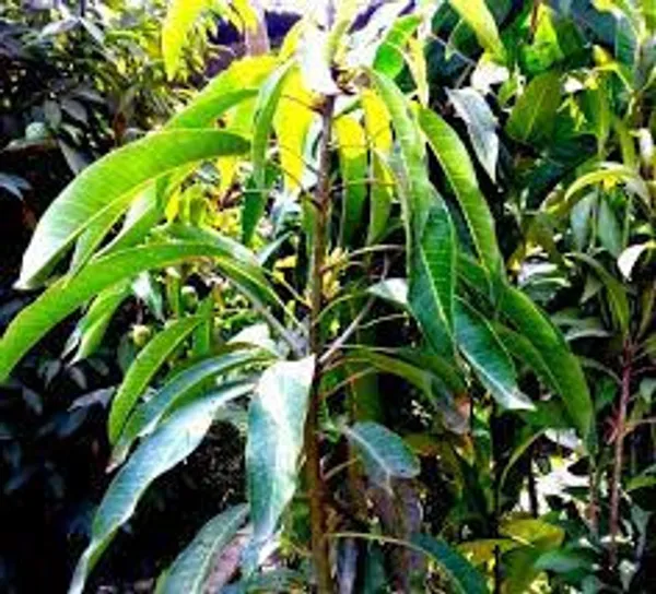 Bari_11_Grafting_Mango_Plant_For_Home_Garden