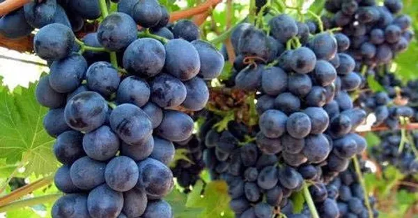 Black_Grapes__Plant_For_Home_Garden