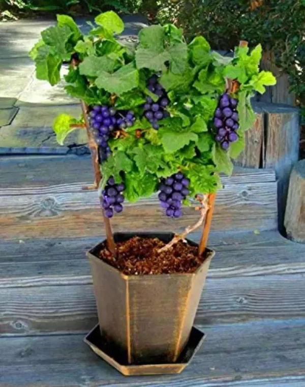 Black_Grapes__Plant_For_Home_Garden