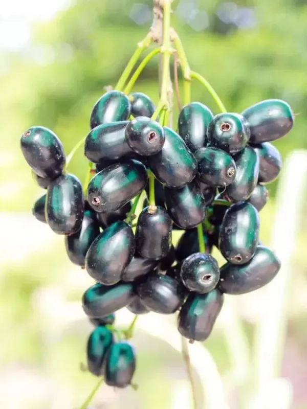 Black_Jamun_Grafted_Plant_Live_Plant_For_Home_Garden