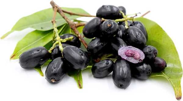 Black_Jamun_Grafted_Plant_Live_Plant_For_Home_Garden