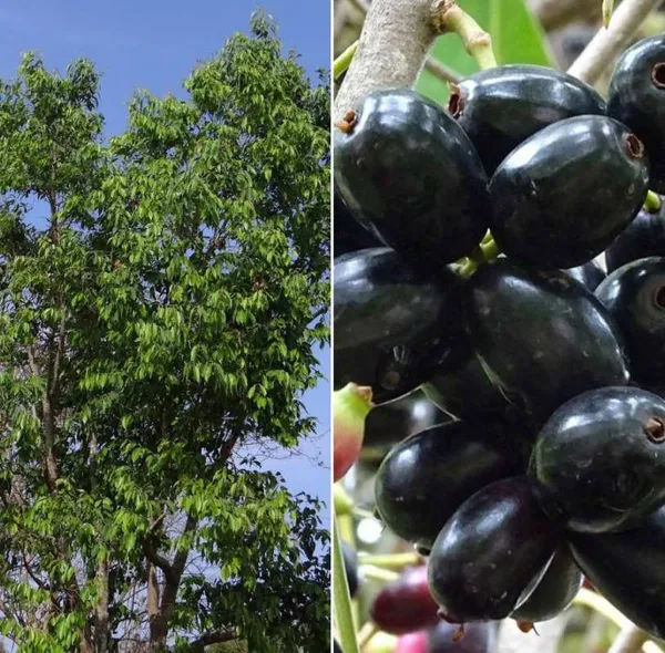Black_Jamun_Grafted_Plant_Live_Plant_For_Home_Garden