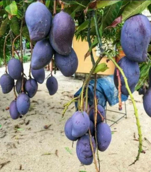 Black_Stone_Mango_Plant_Live_Plant_For_Home_Garden