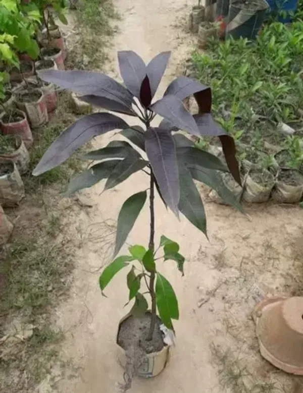 Black_Stone_Mango_Plant_Live_Plant_For_Home_Garden