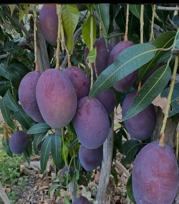 Black_Stone_Mango_Plant_Live_Plant_For_Home_Garden