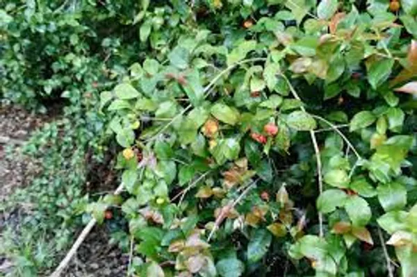Black_Surinam_Cherry_Plant_Live_Plant_For_Home_Garden