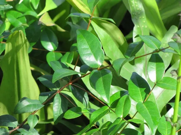 Black_Surinam_Cherry_Plant_Live_Plant_For_Home_Garden
