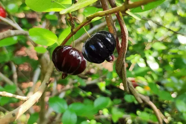 Black_Surinam_Cherry_Plant_Live_Plant_For_Home_Garden