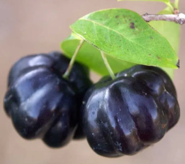 Black_Surinam_Cherry_Plant_Live_Plant_For_Home_Garden