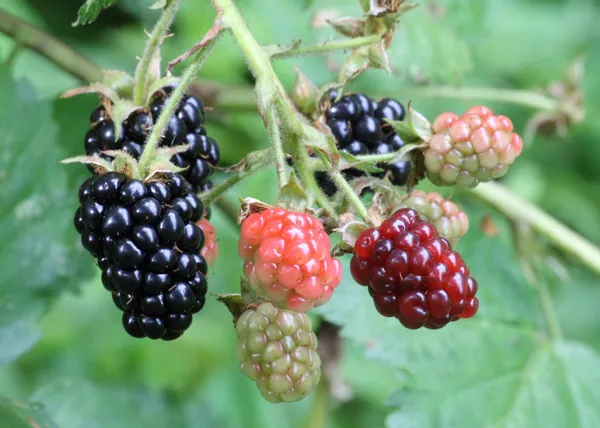 Black_Berry__Plant_For_Home_Garden