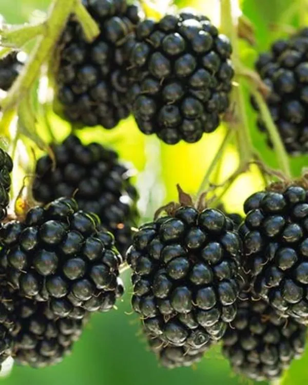 Black_Berry__Plant_For_Home_Garden