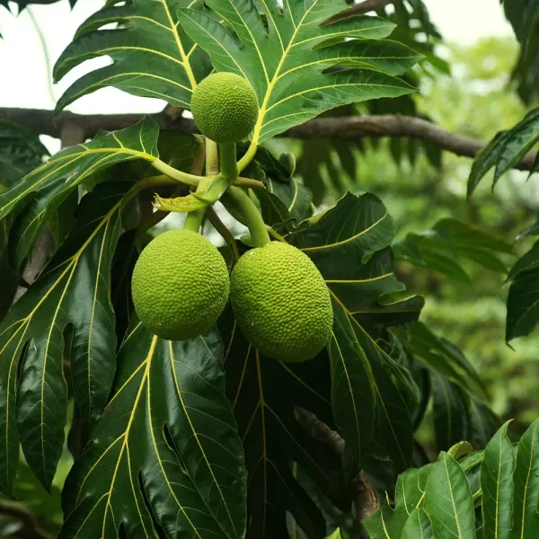 Bread_Fruit_Plant_For_Home_Garden
