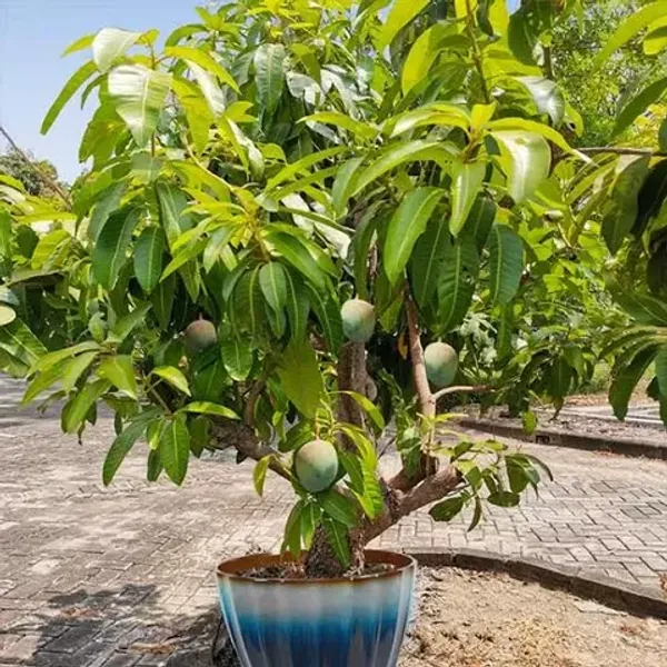 Chausa_Grafted_Mango_Plant__For_Home_Garden