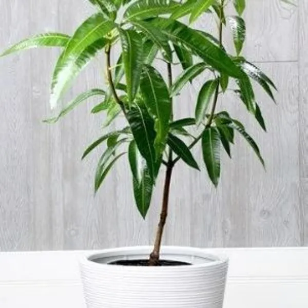 Chausa_Grafted_Mango_Plant__For_Home_Garden