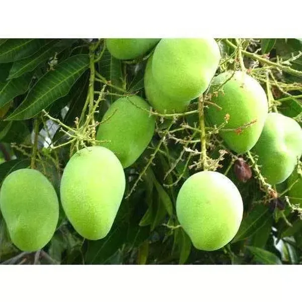 Chausa_Grafted_Mango_Plant__For_Home_Garden