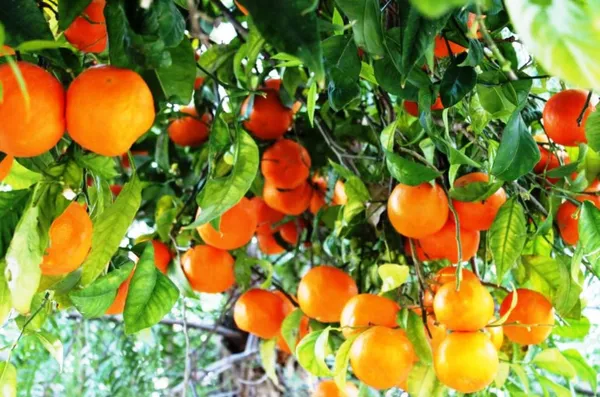 Chhatki_Orange_Plant_Live_Plant_For_Home_Garden